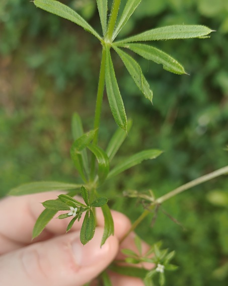 Cleavers